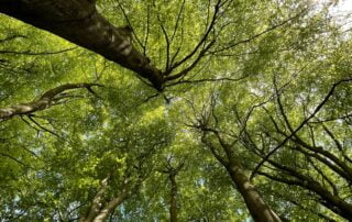 L'investissement forestier aide à l’entretien de nos forêts